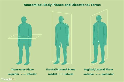 These Are The Anatomical Directional Terms You Should Know Human