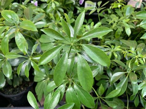 Schefflera arboricola 'Dwarf Umbrella Plant' 8" Pot - Hello Hello ...