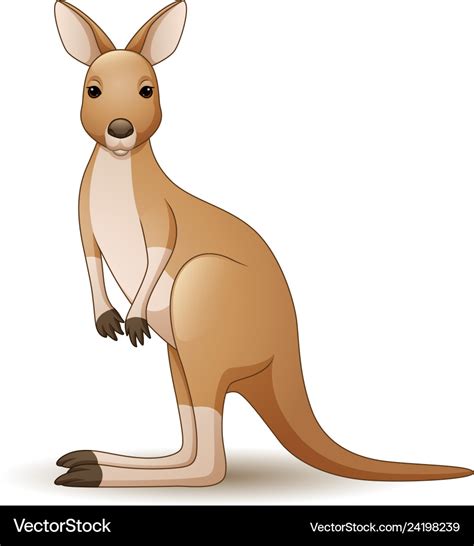 Kangaroo Isolated On White Background Royalty Free Vector