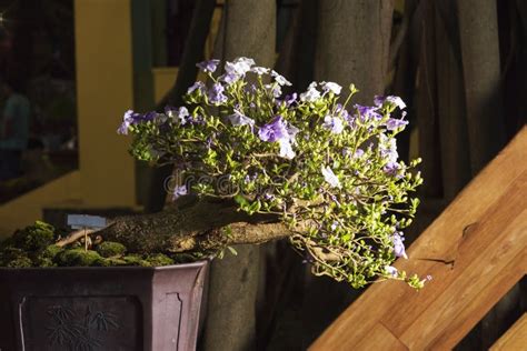 Purple Bonsai Tree Blooming Stock Photo - Image of beautiful, garden: 135549386