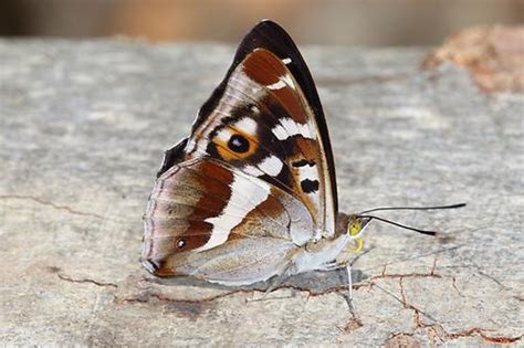 Apatura Iris Gro Er Schillerfalter Falter Unterseite