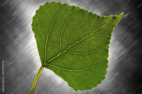 Poplar leaf. A leaf of a tree for the enlightenment. The structure of the plant is visible ...