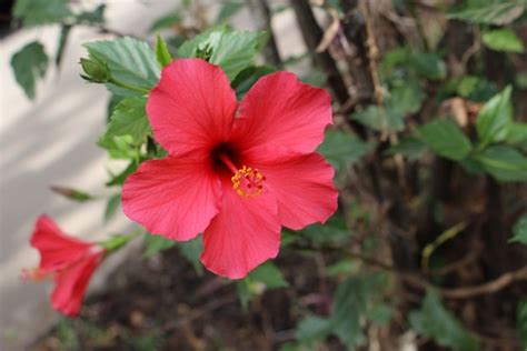 hibiscus bienfaits des plantes medicinales