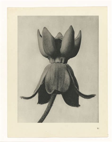 Karl Blossfeldt Urformen Der Kunst Art Forms In Nature Flashbak