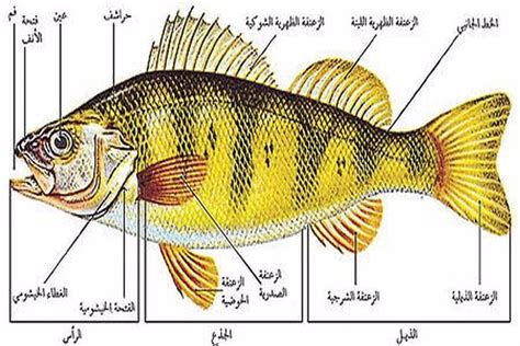 اجزاء السمكه بالصور مقالات مفهرس