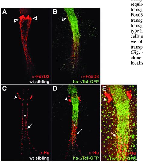 Loss Of Canonical Wnt Signaling Does Not Alter Hu Expression Ab