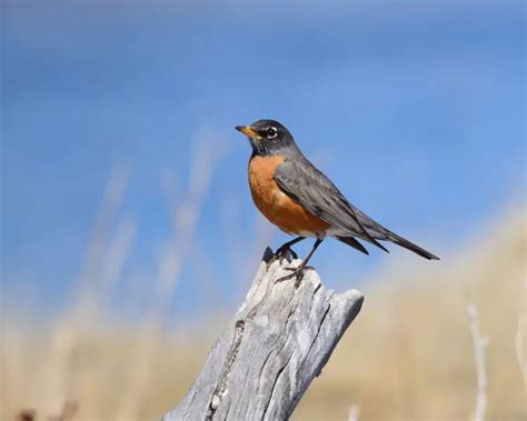 American Robin - Facts, Diet, Habitat & Pictures on Animalia.bio