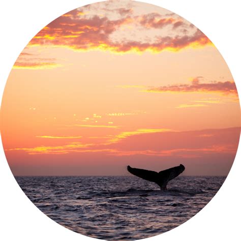 Humpback Whale Kids Course - Ocean Life Education