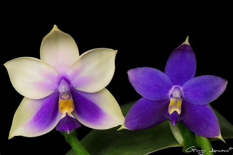 Phalaenopsis Bellina Coerulea And Phalaenopsis Violacea Indi Flickr