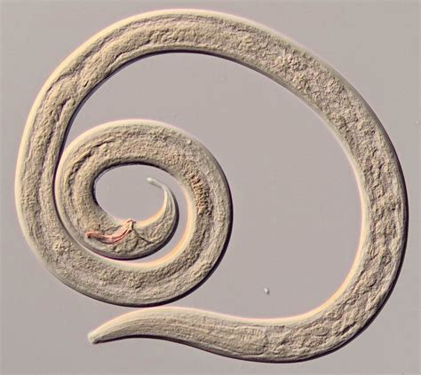 The Featured Creatures: The Good, The Bad, The Nematode