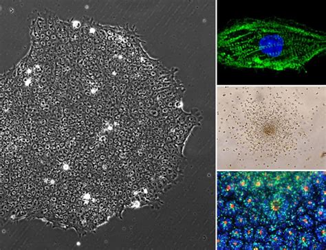 Pluripotent Stem Cell Training Science In Vancouver