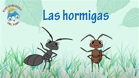 Las Hormigas Video Para Niños Youtube