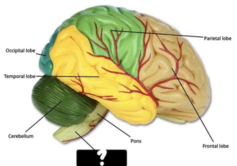 Brain Anatomy Flashcards Quizlet