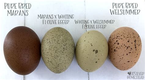 Chicken Egg Colors By Breed Silver Homestead Artofit