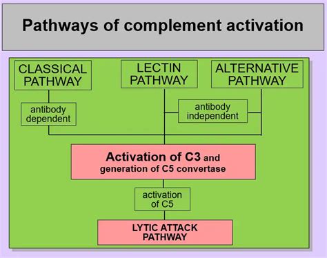 What are the pathways of complement activation? - ScienceCodons