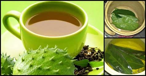 What Are The Health Benefits Of Drinking Guyabano Leaves Tea Dr