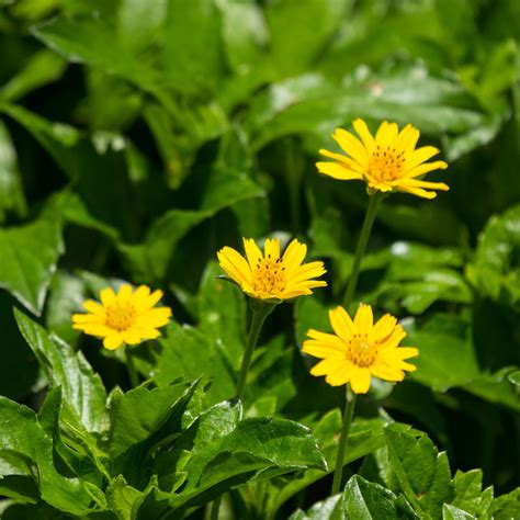 Battling Weeds: Singapore Daisy Control - The Garden Superstore