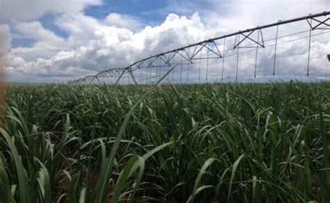 Safra De Cana De A Car Deve Crescer Em Alagoas R Dio Sampaio