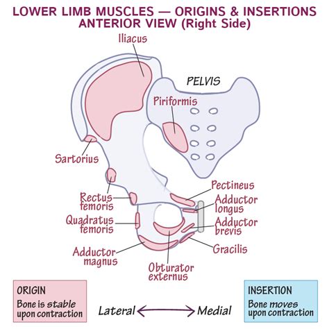 Gross Anatomy Glossary Origins Insertions Lower Extremity