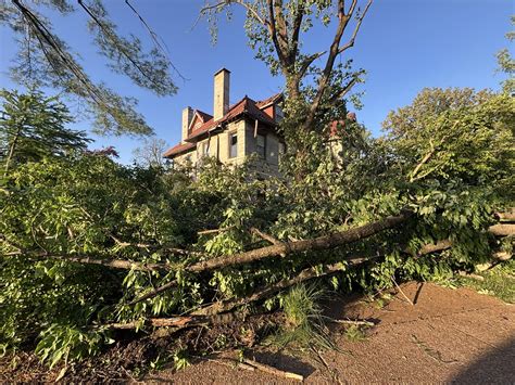 hansen's tree service 6