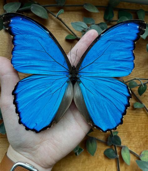 Huge Blue Morpho Didius Real Butterfly Peru A1 Ebay