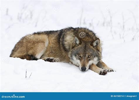 Wolf Resting In Snow Stock Photo Image Of Canis Snowcovered 46158214