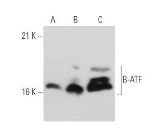 Anti B Atf Antibody Ww Scbt Santa Cruz Biotechnology