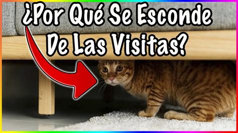 Por Qu Mi Gato Se Esconde De Las Visitas Siamcatchannel Youtube