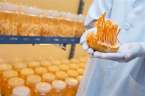 Cordyceps | Description, Fungus, Insects, Supplement, Uses, Life Cycle ...