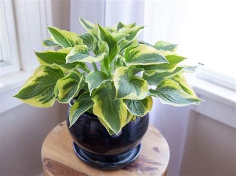 10 Advantages of Using Epsom Salt for Houseplants