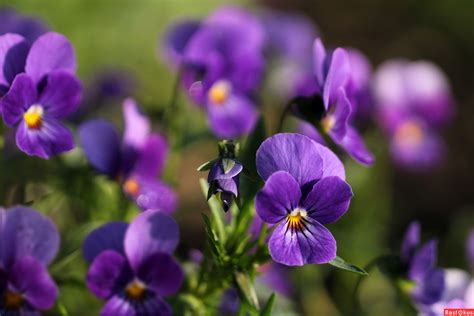 Фото: Фиалки. Фотолюбитель Галина Х.. Природа. Фотосайт Расфокус.ру