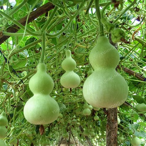 10Pcs Bottle Gourd Seeds – Best Seeds Online | Free Shipping Worldwide ...