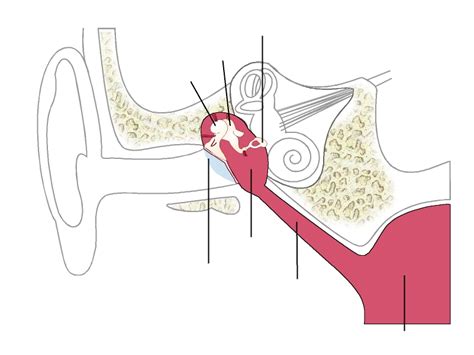 Ear Diagram Unlabeled