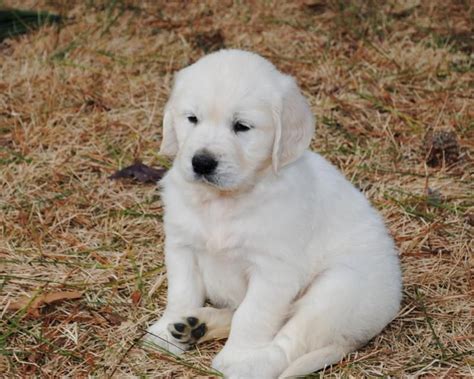 42+ White golden retriever puppies info