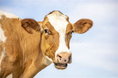 Funny Portrait Of A Mooing Cow Mouth Open The Head Of A Red Cow With