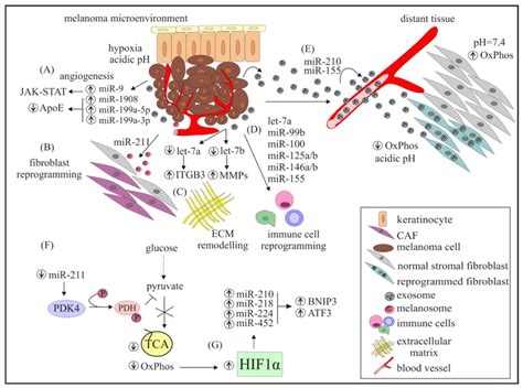 Characteristics Of Melanoma Microenvironment Modifications Triggered By