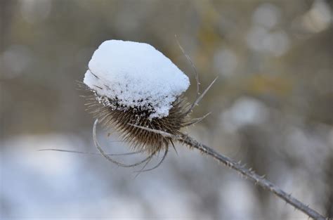 Banco De Imagens Natureza Ramo Neve Inverno Plantar Folha Flor