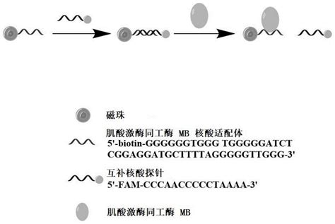 一种检测生物标志物的微生物传感器及检测方法、培养与检测芯片和检测系统与流程