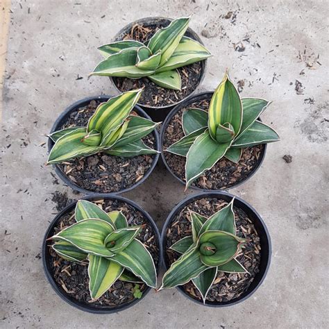 Sansevieria Robusta Dwarf Variegata Aroid Nursery