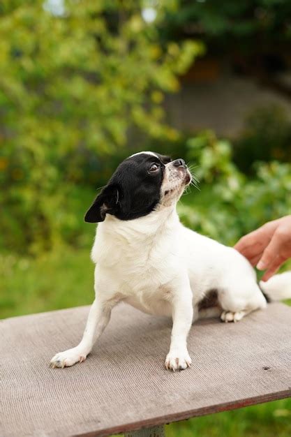 Premium Photo | A funny, quirky, black and white chihuahua sits on a ...