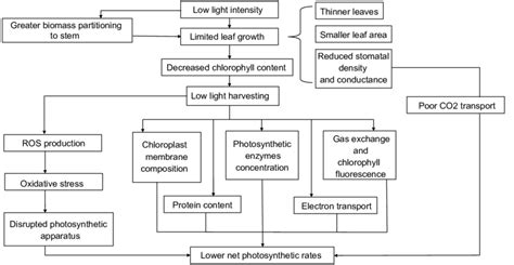 A Proposed Pathway For How Low Light Intensity Results In Lower Net