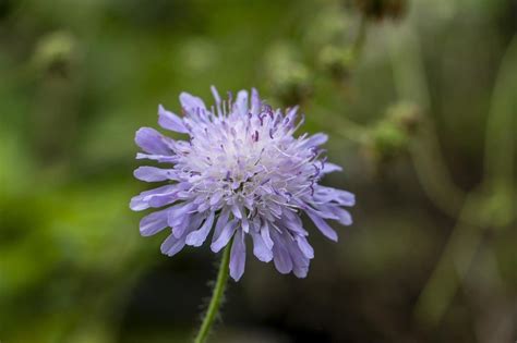 How to Grow Pincushion Flowers - Gardening Channel