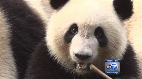 These giant panda babies are unbearably cute - ABC7 Chicago