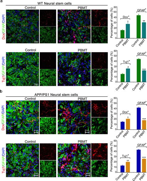 Pbmt Directs The App Ps1 Neural Stem Cells Nscs Differentiate Into Download Scientific