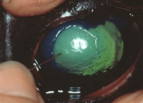 Indolent Corneal Ulcer Ophtalmovétérinaire