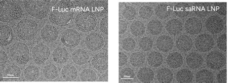 rna genscript