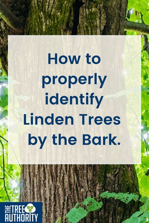 Linden Tree Facts Tilia Americana The Tree Authority