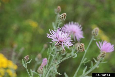 2021 Top 25 Invasive Plants Expanding In Missouri Missouri Invasive Plant Council