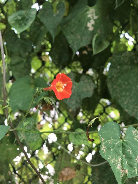 Red Morning Glory Ipomoea Coccinea R Wildflowers