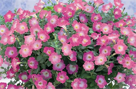 Petunia Opera Supreme Pink Morn F1 | All-America Selections